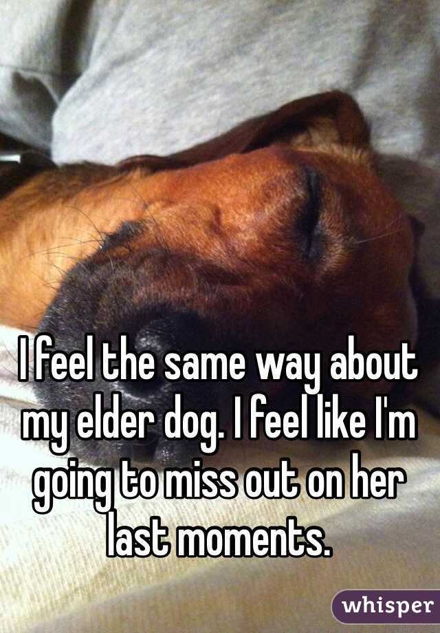 I feel the same way about my elder dog. I feel like I'm going to miss out on her last moments. 