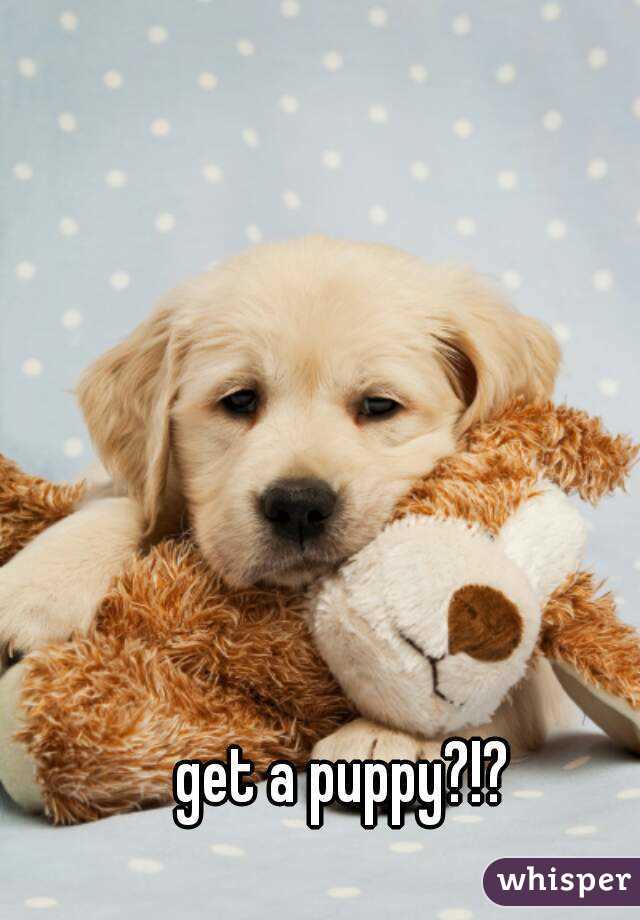get a puppy?!?