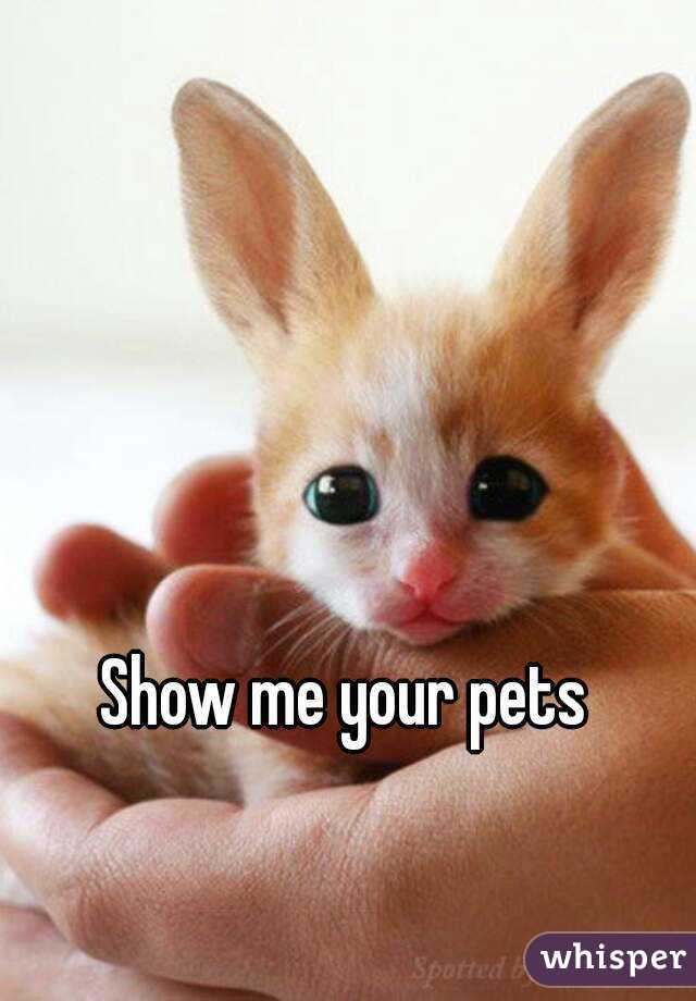 Show me your pets 