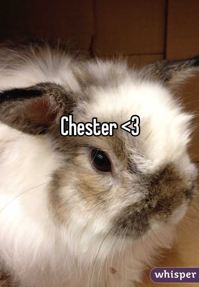 Chester <3