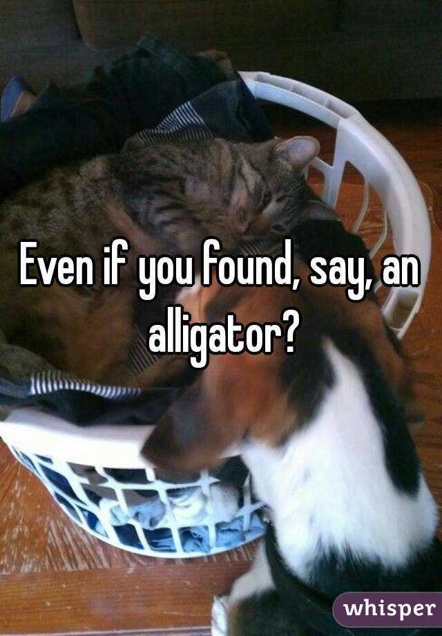 Even if you found, say, an alligator?