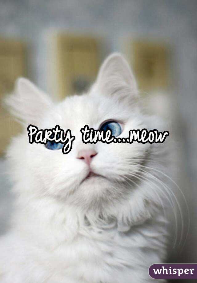 Party time....meow