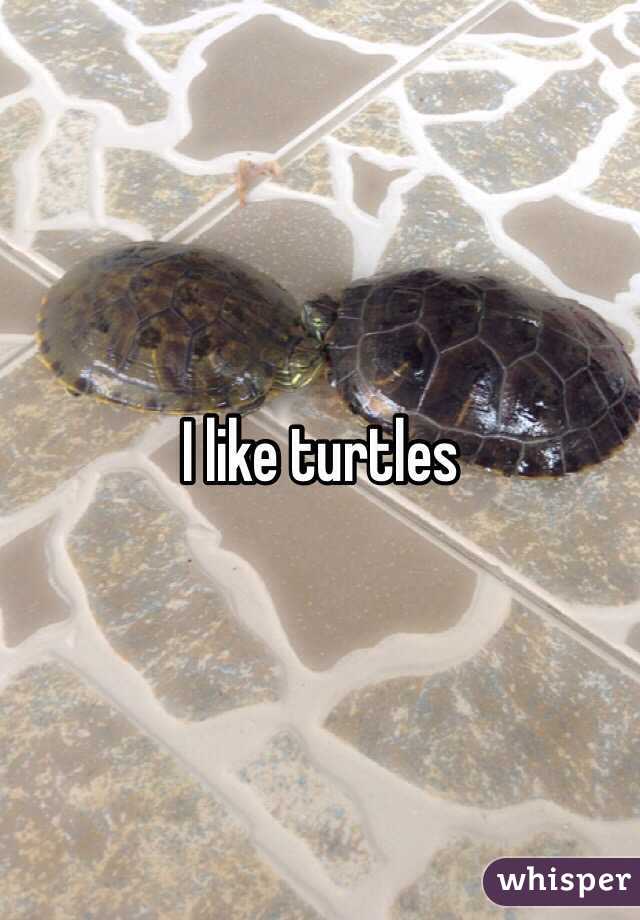 I like turtles 