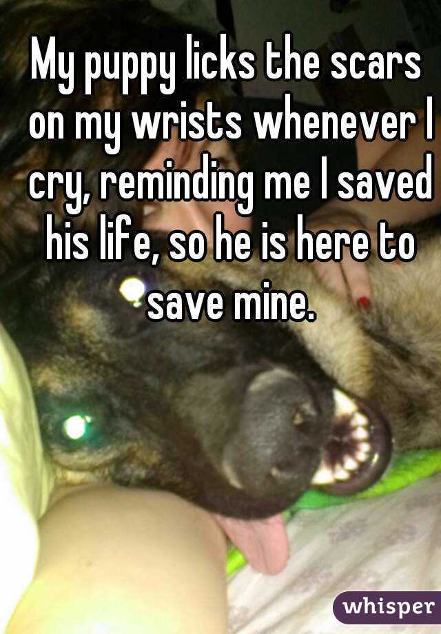 My puppy licks the scars on my wrists whenever I cry, reminding me I saved his life, so he is here to save mine.