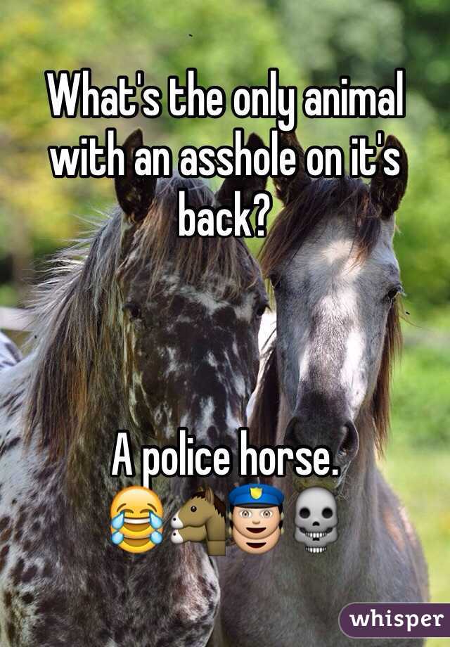 What's the only animal with an asshole on it's back?



A police horse. 
😂🐴👮💀