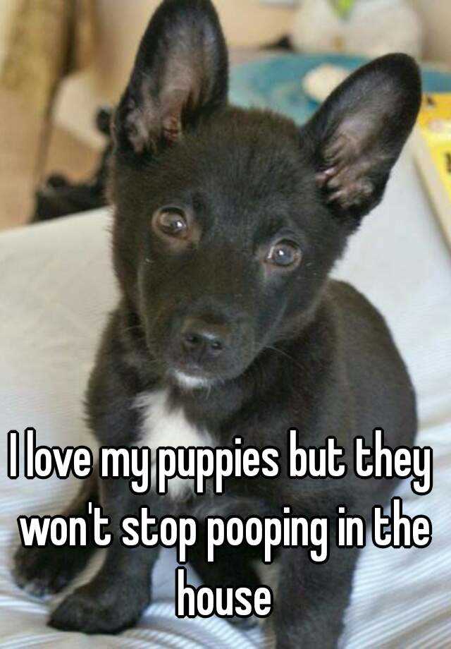 i-love-my-puppies-but-they-won-t-stop-pooping-in-the-house