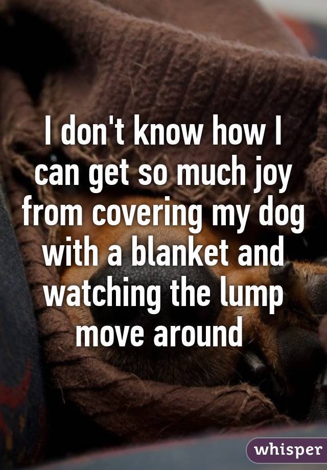 I don't know how I can get so much joy from covering my dog with a blanket and watching the lump move around 