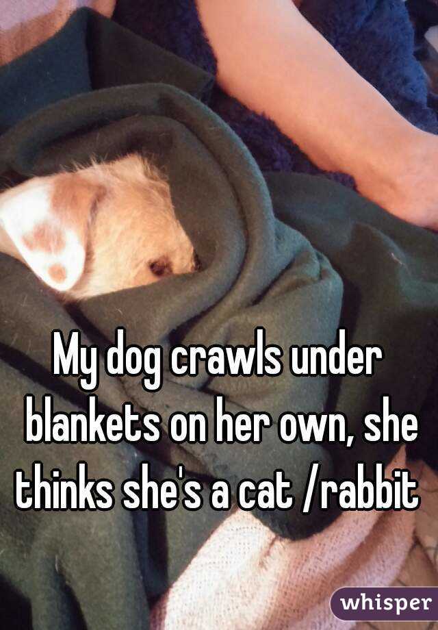 My dog crawls under blankets on her own, she thinks she's a cat /rabbit 