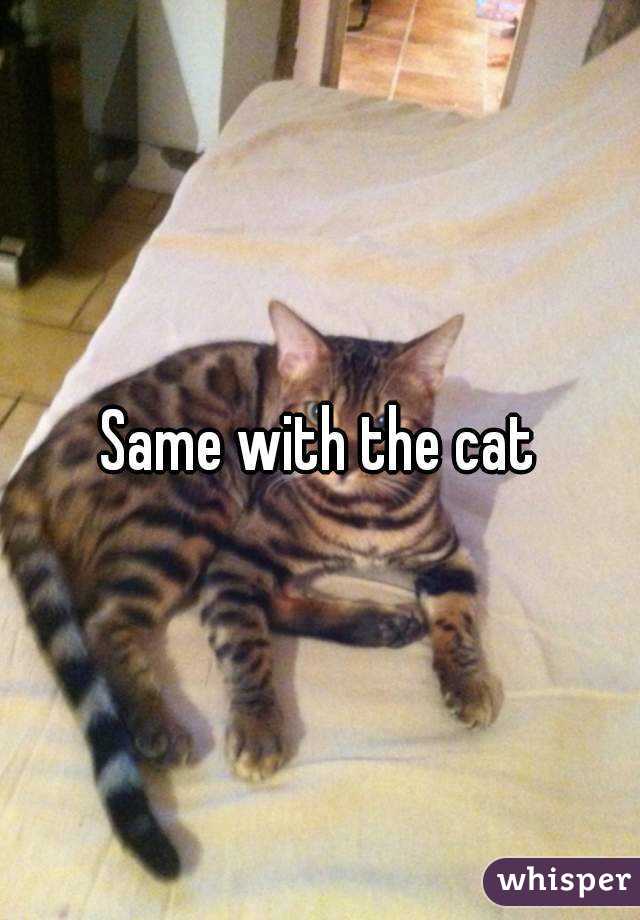 Same with the cat