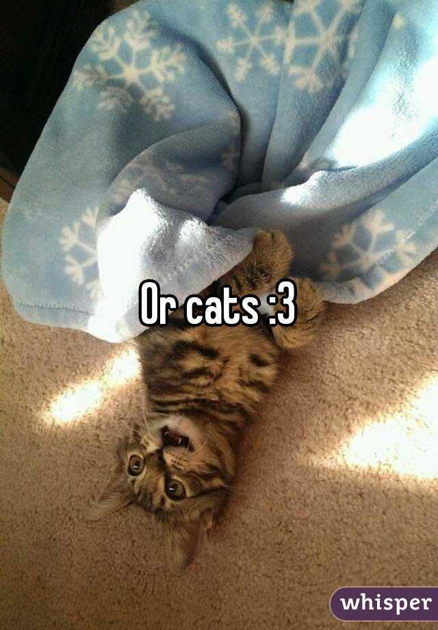 Or cats :3