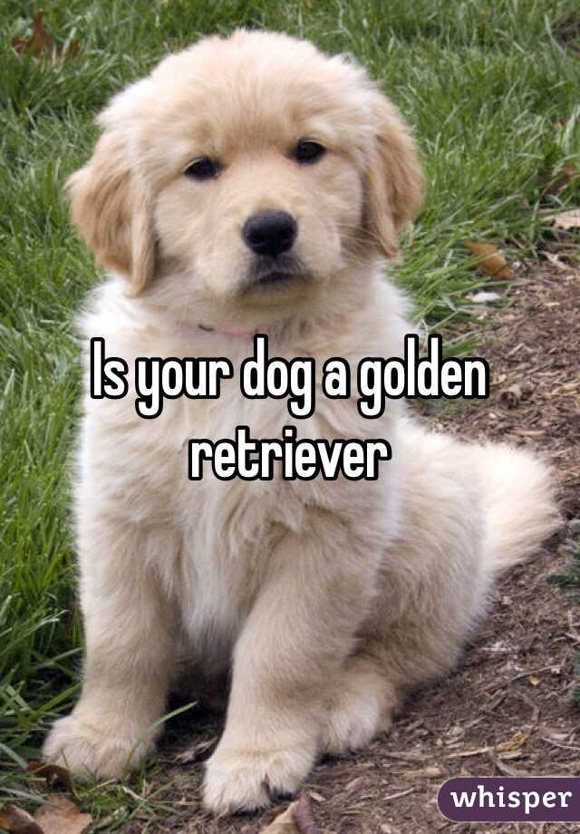 Is your dog a golden retriever 