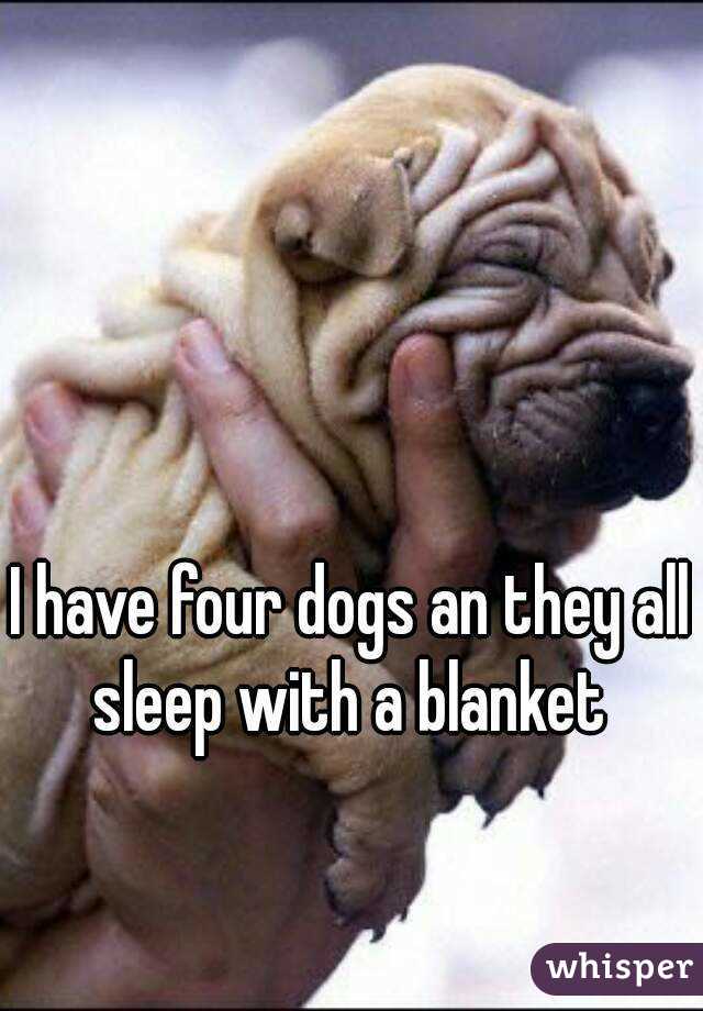 I have four dogs an they all sleep with a blanket 