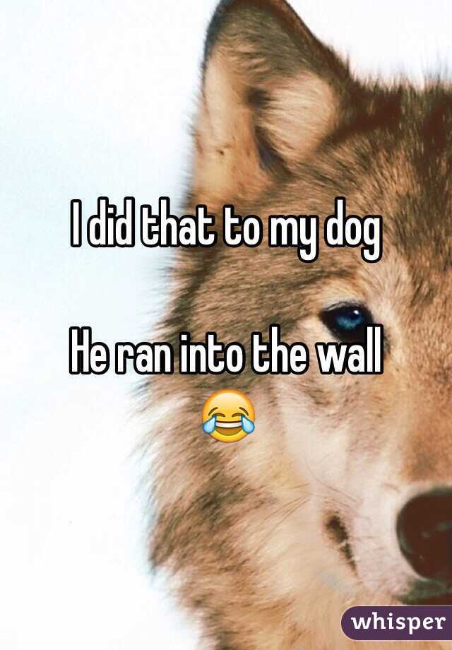 I did that to my dog 

He ran into the wall 
😂