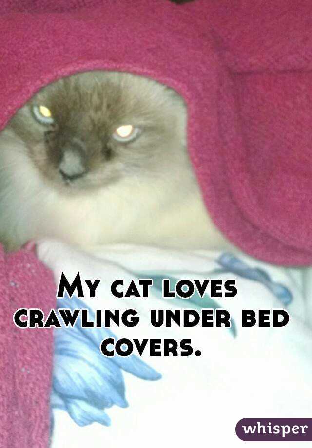 My cat loves crawling under bed covers.