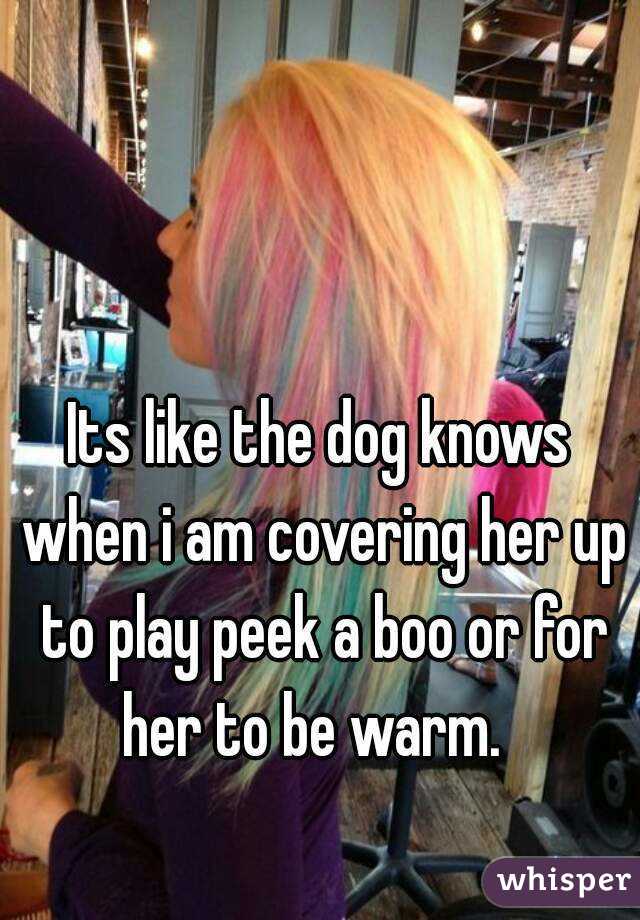 Its like the dog knows when i am covering her up to play peek a boo or for her to be warm.  