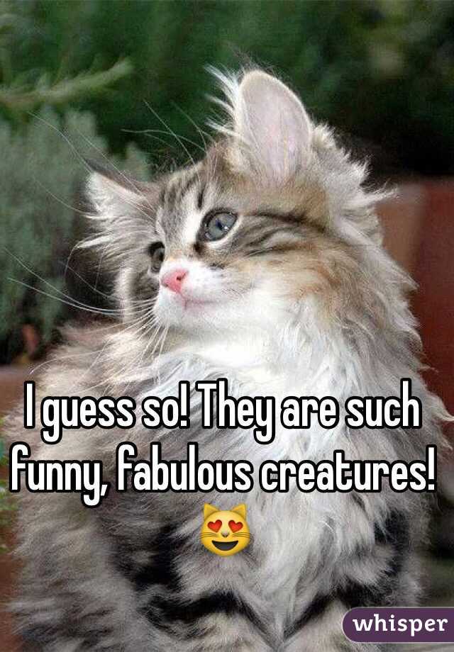 I guess so! They are such funny, fabulous creatures!
😻