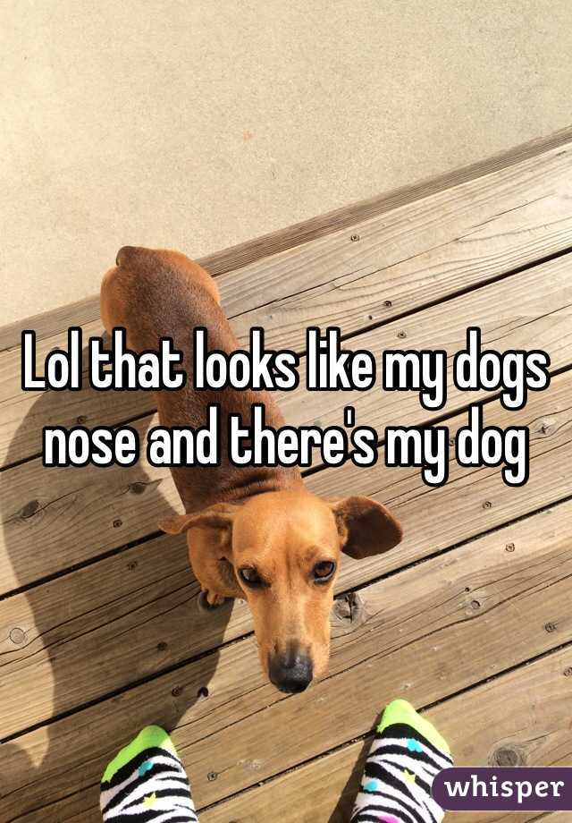 Lol that looks like my dogs nose and there's my dog 