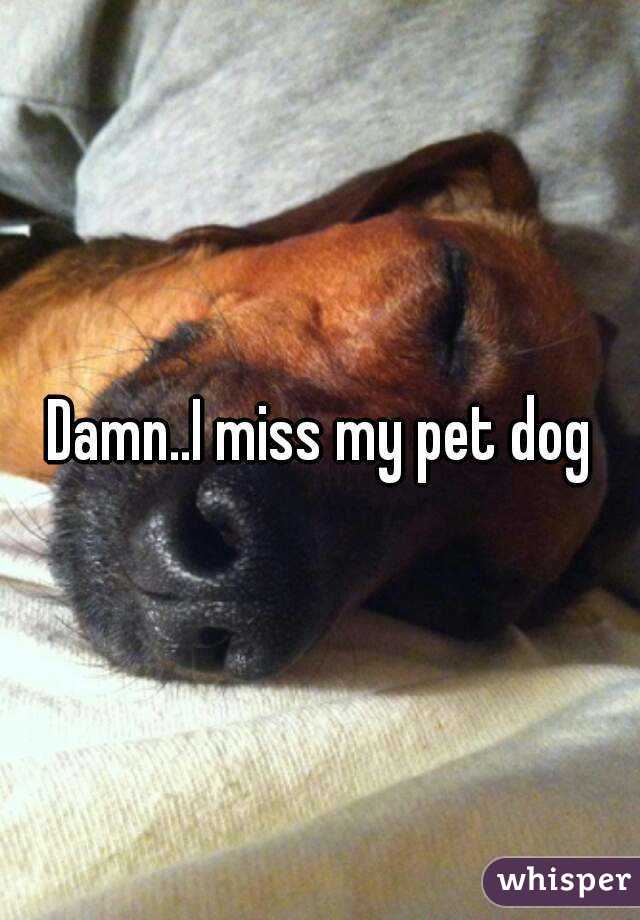 Damn..I miss my pet dog