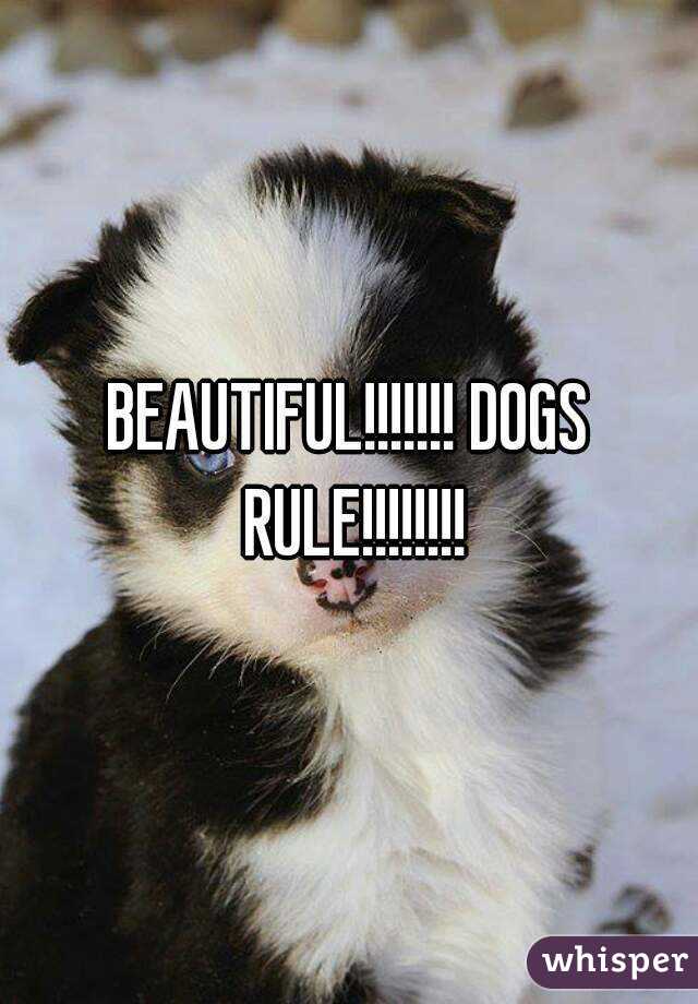 BEAUTIFUL!!!!!!! DOGS RULE!!!!!!!!