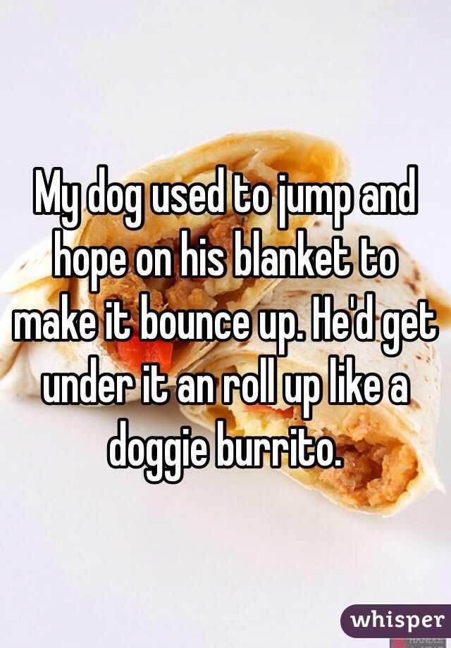 My dog used to jump and hope on his blanket to make it bounce up. He'd get under it an roll up like a doggie burrito.
