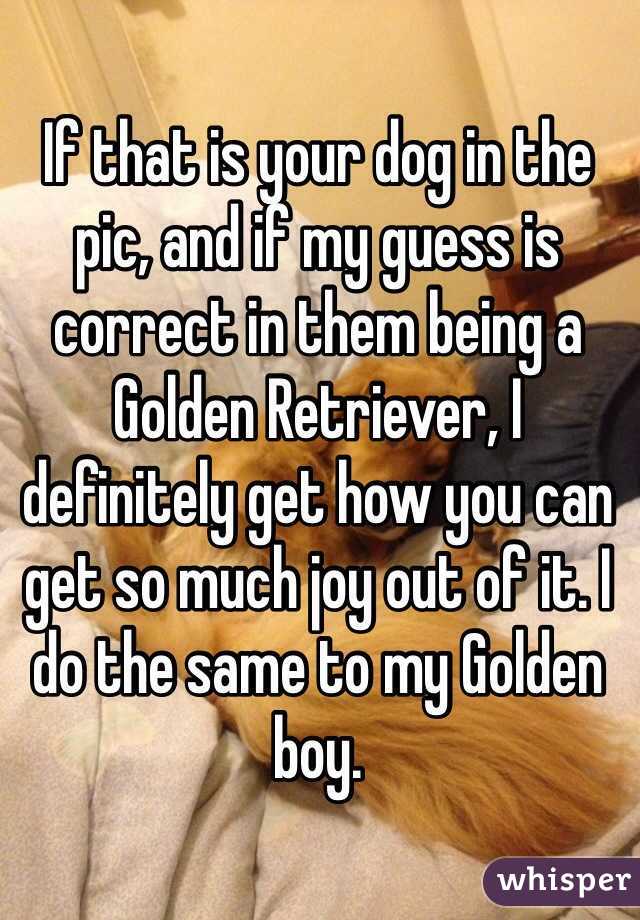 If that is your dog in the pic, and if my guess is correct in them being a Golden Retriever, I definitely get how you can get so much joy out of it. I do the same to my Golden boy.