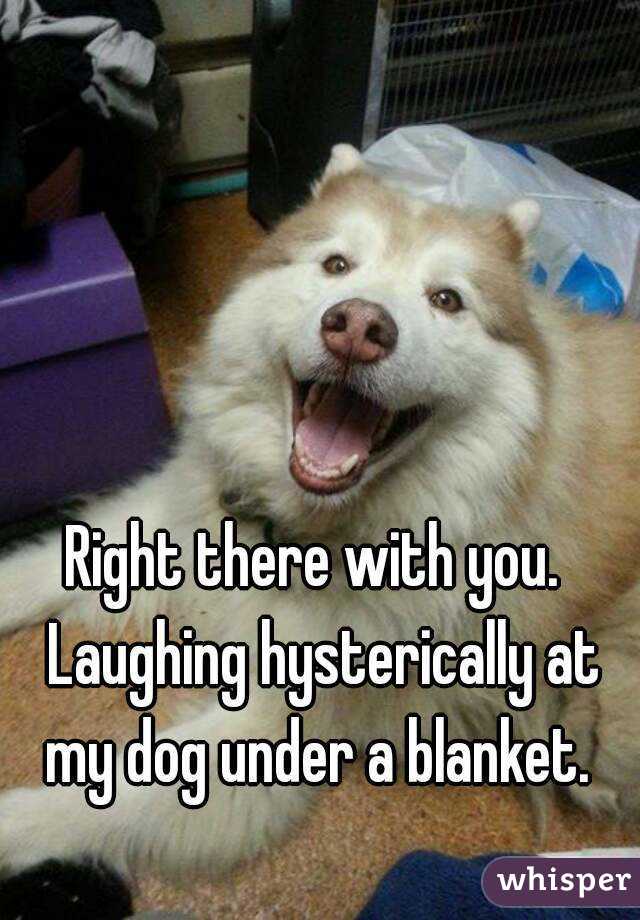 Right there with you.  Laughing hysterically at my dog under a blanket. 