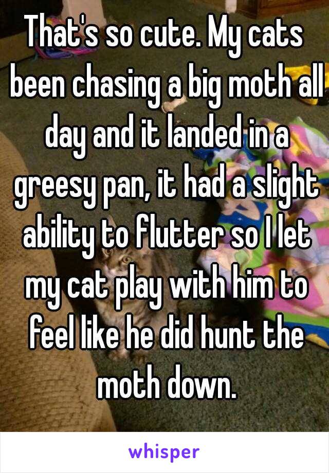 That's so cute. My cats been chasing a big moth all day and it landed in a greesy pan, it had a slight ability to flutter so I let my cat play with him to feel like he did hunt the moth down.