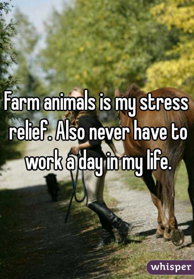 Farm animals is my stress relief. Also never have to work a day in my life.