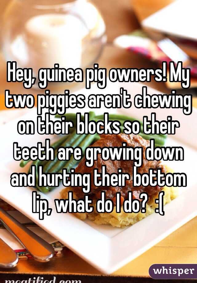 Hey, guinea pig owners! My two piggies aren't chewing on their blocks so their teeth are growing down and hurting their bottom lip, what do I do?  :(