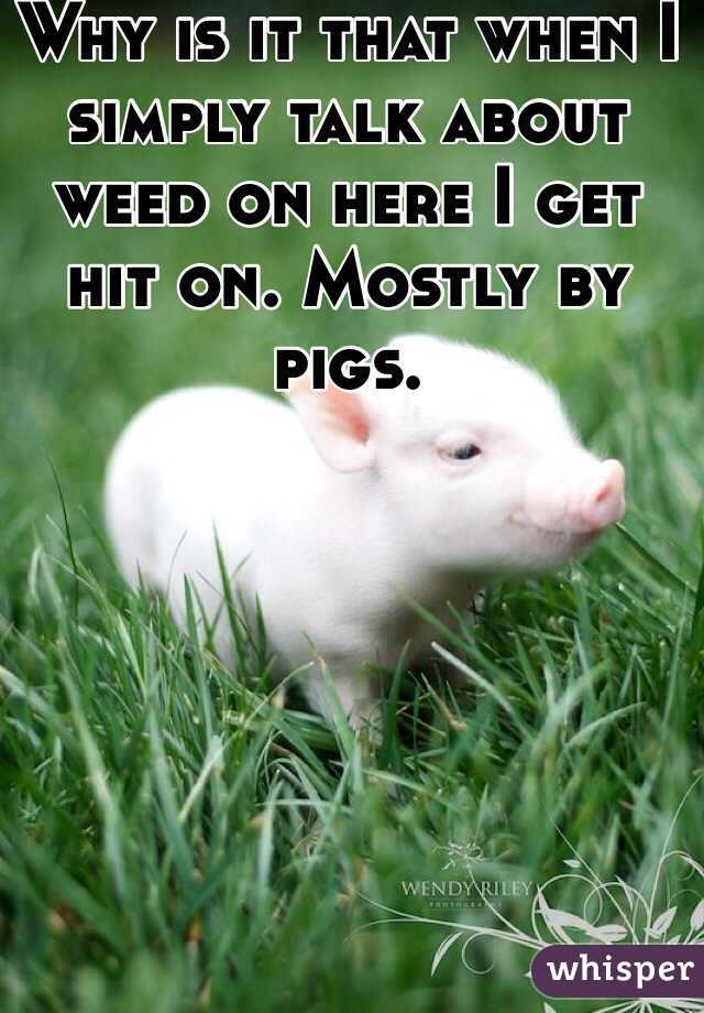 Why is it that when I simply talk about weed on here I get hit on. Mostly by pigs. 
