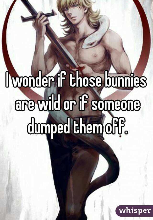 I wonder if those bunnies are wild or if someone dumped them off.