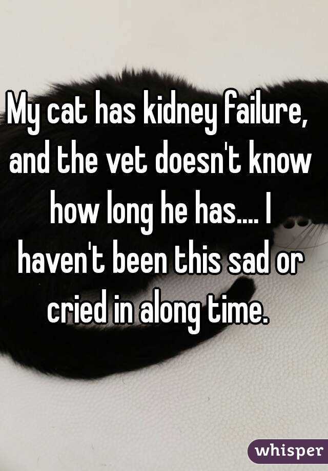 My cat has kidney failure, and the vet doesn't know how long he has.... I haven't been this sad or cried in along time. 