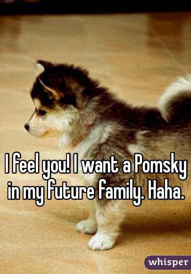 I feel you! I want a Pomsky in my future family. Haha.