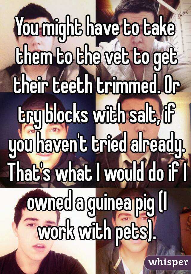 You might have to take them to the vet to get their teeth trimmed. Or try blocks with salt, if you haven't tried already. That's what I would do if I owned a guinea pig (I work with pets).