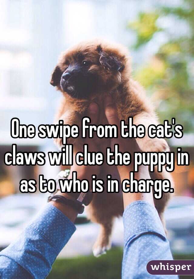One swipe from the cat's claws will clue the puppy in as to who is in charge.
