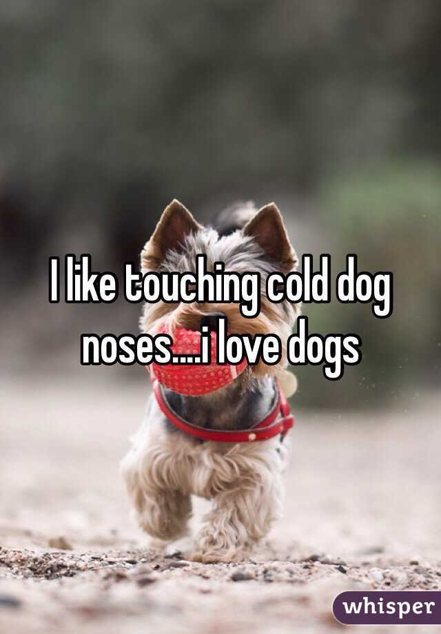 I like touching cold dog noses....i love dogs