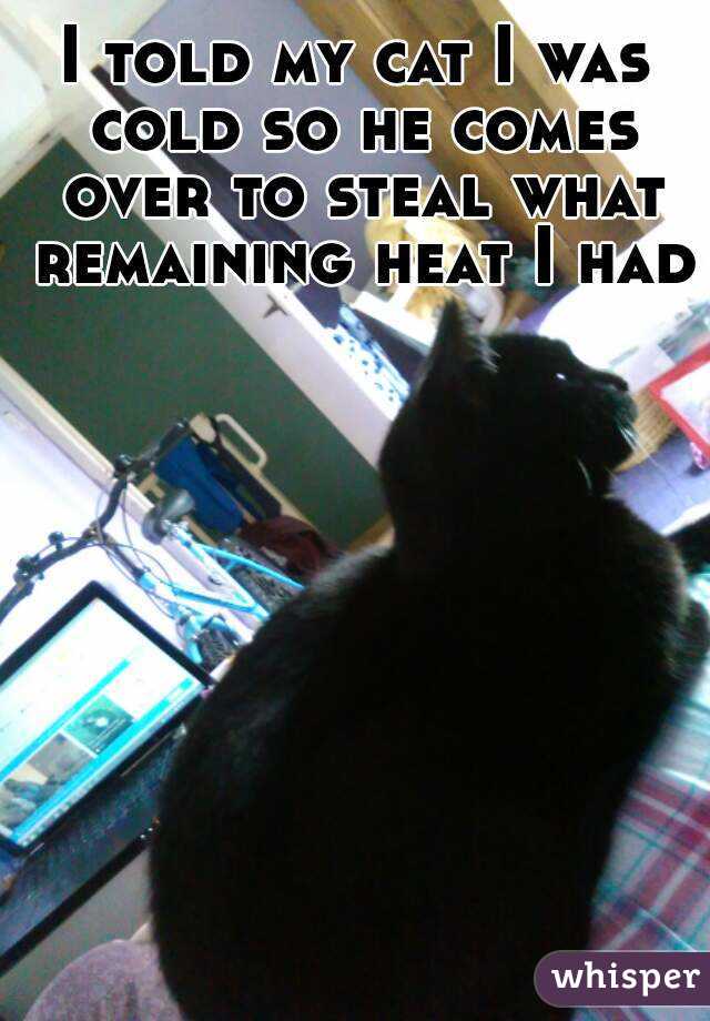 I told my cat I was cold so he comes over to steal what remaining heat I had