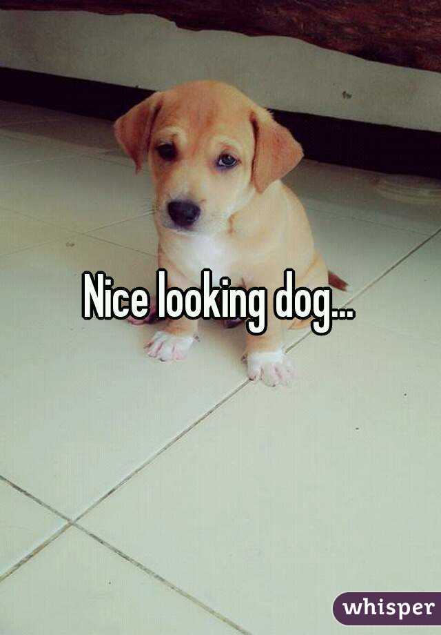 Nice looking dog...