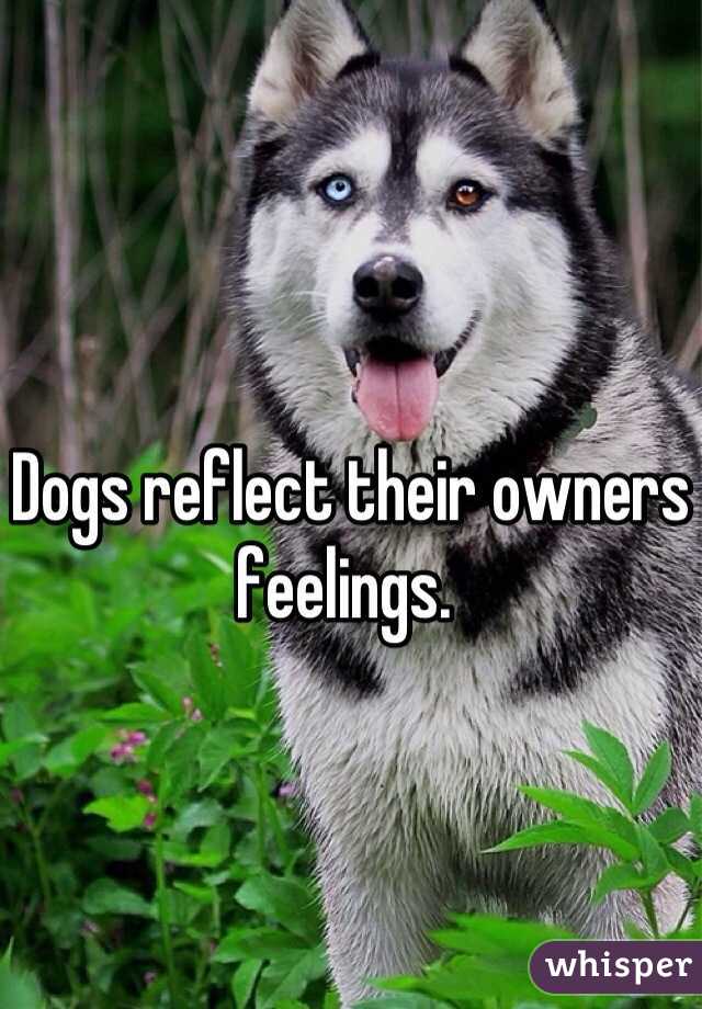 Dogs reflect their owners feelings. 