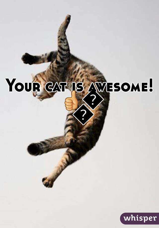 Your cat is awesome! 👍👍👍