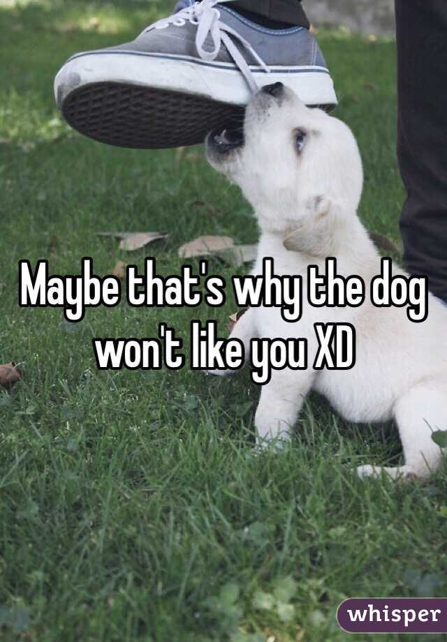 Maybe that's why the dog won't like you XD