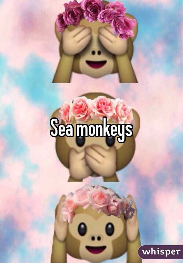 Sea monkeys 