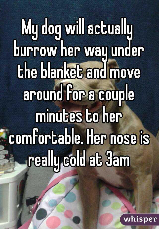 My dog will actually burrow her way under the blanket and move around for a couple minutes to her comfortable. Her nose is really cold at 3am