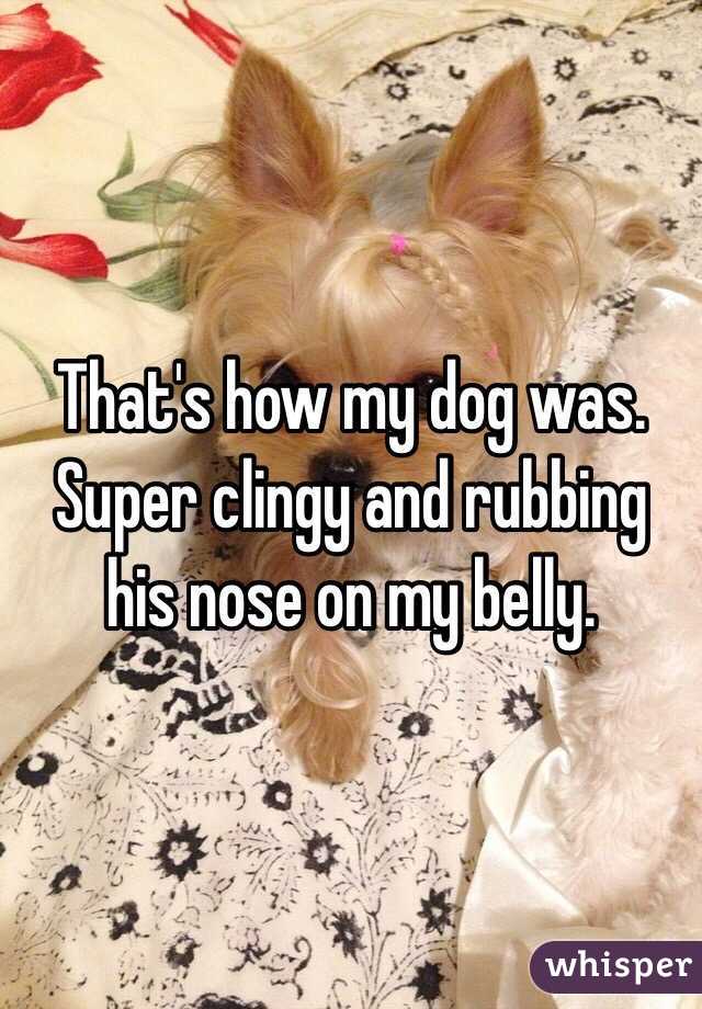 That's how my dog was. Super clingy and rubbing his nose on my belly.