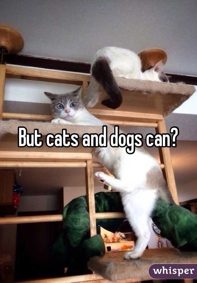 But cats and dogs can?