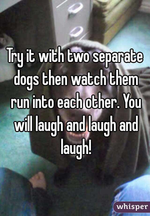 Try it with two separate dogs then watch them run into each other. You will laugh and laugh and laugh!