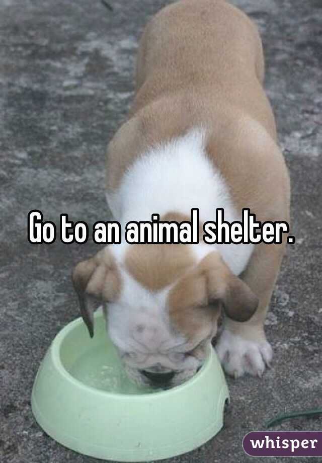 Go to an animal shelter. 
