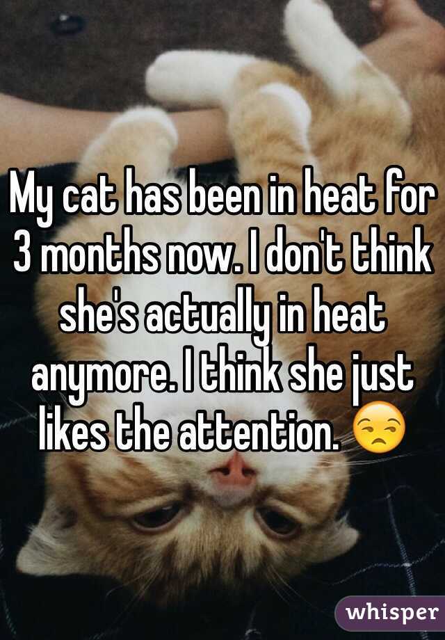 My cat has been in heat for 3 months now. I don't think she's actually in heat anymore. I think she just likes the attention. 😒