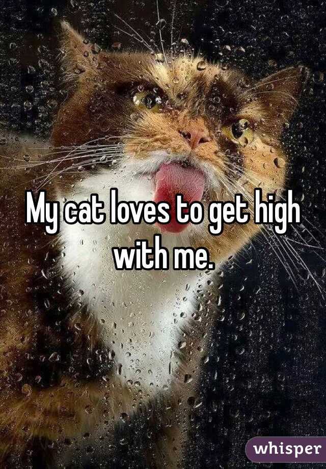 My cat loves to get high with me.