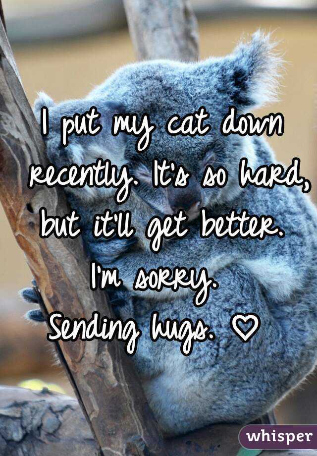 I put my cat down recently. It's so hard, but it'll get better. 
I'm sorry. 
Sending hugs. ♡ 